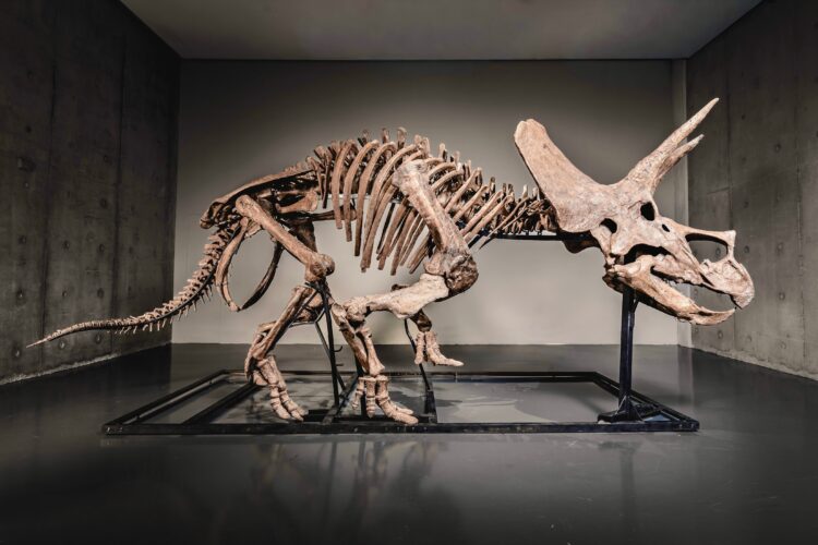 Triceratops skeleton ‘Trey’ to hit the auction block as dinosaur market soars